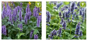 AGASTACHE2.jpg