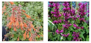 AGASTACHE3.jpg