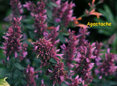 AGASTACHE.jpg