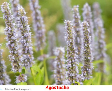 AGASTACHE2.jpg