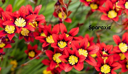 SPARAXIS.jpg