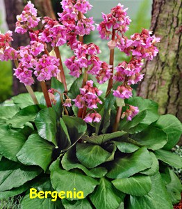 BERGENIA.jpg