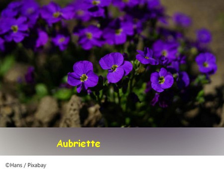 AUBRIETTE2.jpg