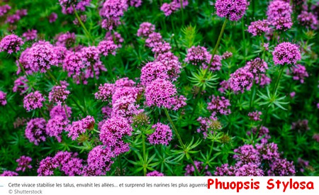 PHUOPSIS_STYLOSA.jpg