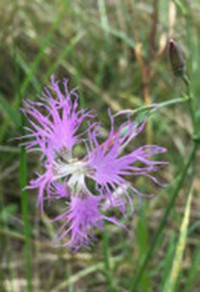 RUBRIQUE_BOTANIQUE_JUIN.jpg