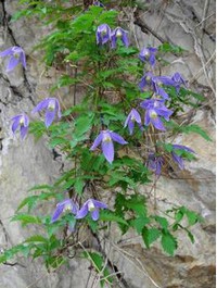 CLEMATIS_ALPINA.jpg