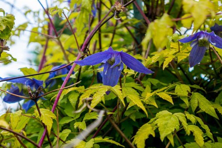 CLEMATIS_ALPINA1.jpg