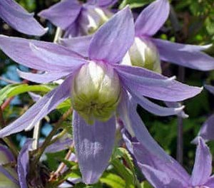 CLEMATIS_ALPINA2.jpg