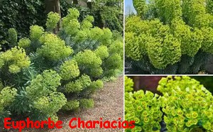 EUPHORBE_CHARIACIAS.jpg