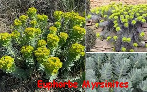 EUPHORBE_MYRSINITES.jpg