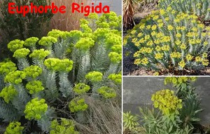 EUPHORBE_RIGIDA.jpg