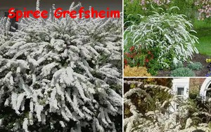 SPIREE_GREFSHEIM.jpg