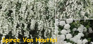 SPIREE_VAN_HOUTTEI.jpg