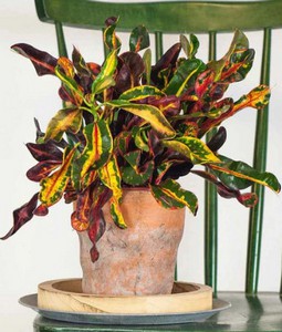 CROTON.jpg