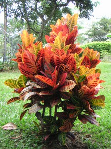 CROTON3.jpg