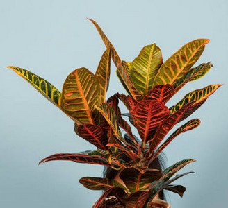CROTON5.jpg