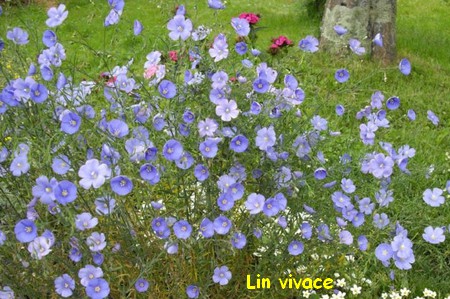LIN_VIVACE.jpg