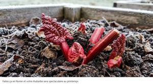 RHUBARBE.jpg