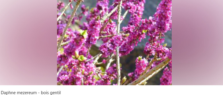 DAPHNE_MEZEREUM.jpg