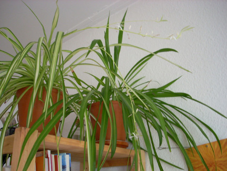 chlorophytum2.jpg