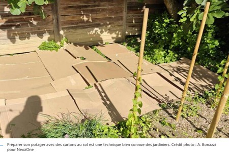 JARDIN_CARTON_3.jpg