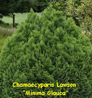 CHAMAECYPARIS_LAWSON_MINIMA_GLAUCA.jpg