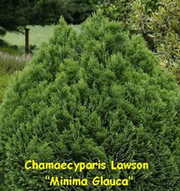 CHAMAECYPARIS_LAWSON_MINIMA_GLAUCA.jpg