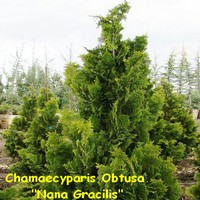 CHAMAECYPARIS_OBTUSA_NANA_GRACILLIS.jpg
