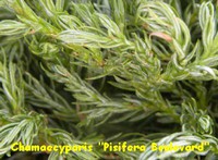 CHAMAECYPARIS_PISIFERA_BOULEVARD.jpg