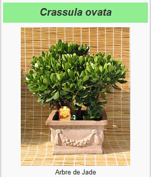 CRASSULA.jpg