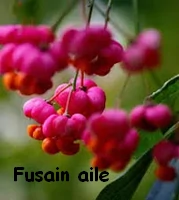 FUSAIN_AILE.webp