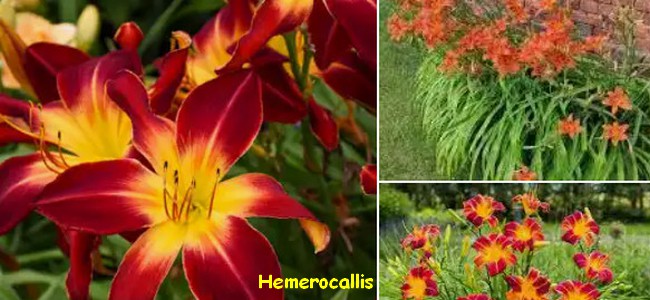 HEMEROCALLE.jpg