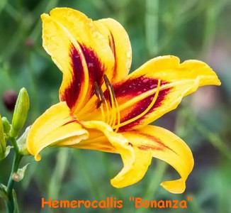HEMEROCALLE_BONANZA.jpg