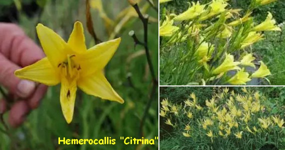 HEMEROCALLE_CITRINA.jpg