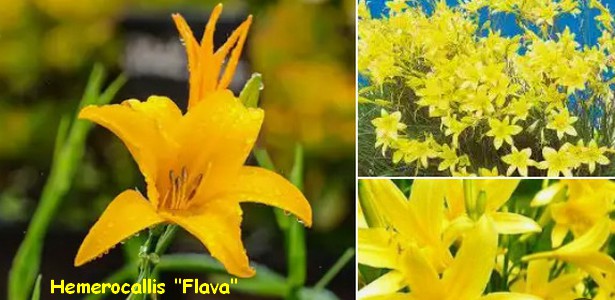 HEMEROCALLE_FLAVA.jpg