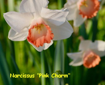 NARCISSUS_PINK_CHARM.jpg