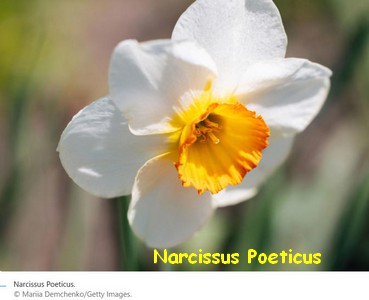 NARCISSUS_POETICUS.jpg