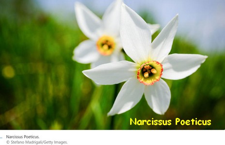NARCISSUS_POETICUS2.jpg