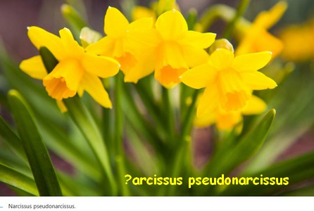NARCISSUS_PSEUDONARCISSUS.jpg
