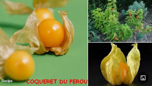 COQUERET_du_PEROU.jpg