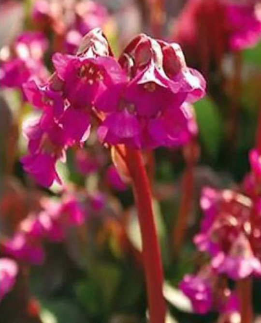 bergenia_eroica.jpg