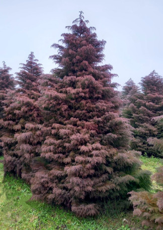 cryptomeria_japonica_elegans.jpg