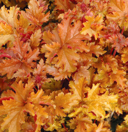 heuchera_amber_waves.jpg