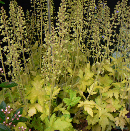 heuchera_gold_strike.jpg