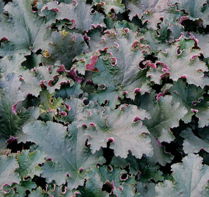 heuchera_purple_petticoats.jpg