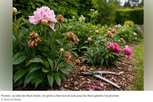 PIVOINES.jpg