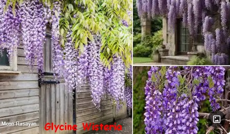 GLYCINE_WISTERIA.jpg