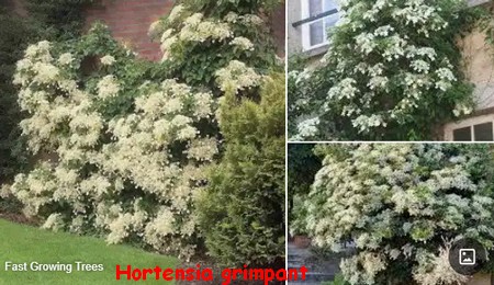 HORTENSIA_GRIMPANT.jpg