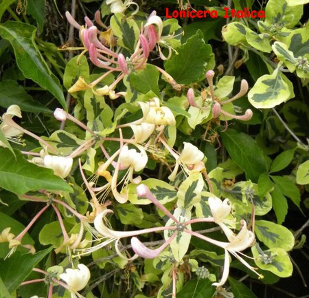 LONICERA_ITALICA.jpg