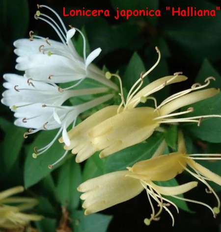 LONICERA_JAPONICA_HALLIANA.jpg